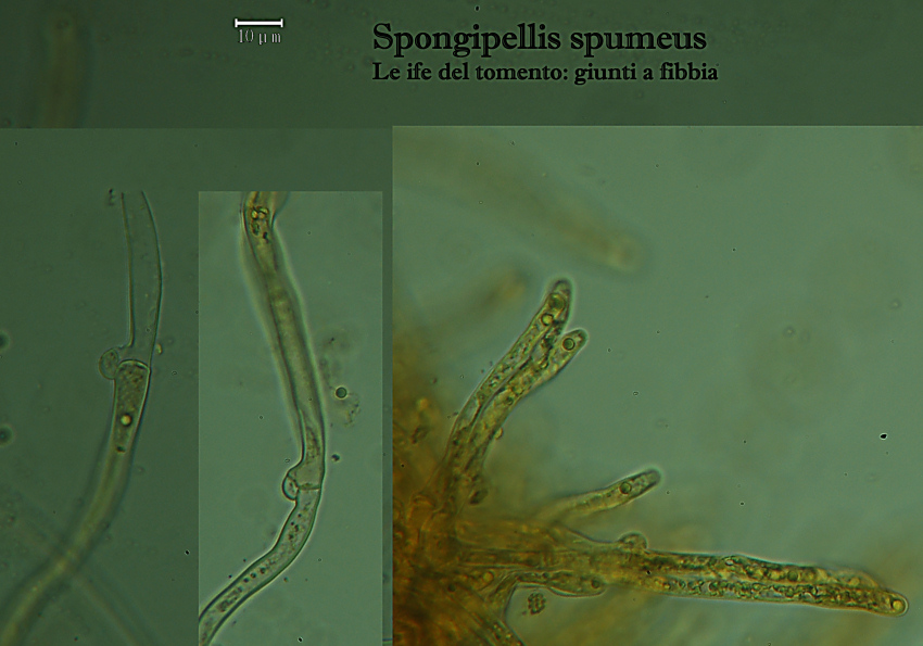 Spongipellis spumeus (Sowerby) Pat.